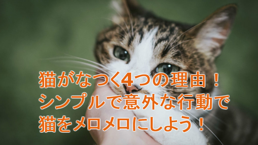 猫がなつく４つの理由 シンプルで意外な行動で猫をメロメロにしよう ネコタメ リッチとドラット