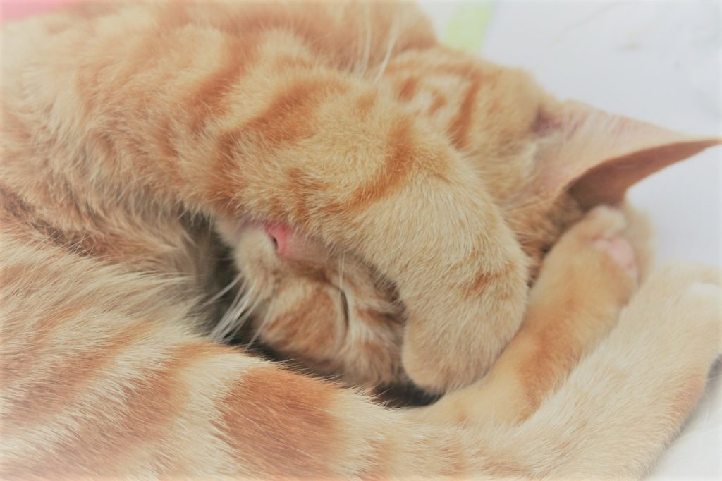猫の寝顔画像に癒されちゃう 可愛くておもしろい寝姿や猫の睡眠についても ネコタメ リッチとドラット
