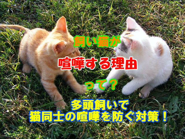 飼い猫が喧嘩する理由って 多頭飼いで猫同士の喧嘩を防ぐ対策 ネコタメ リッチとドラット