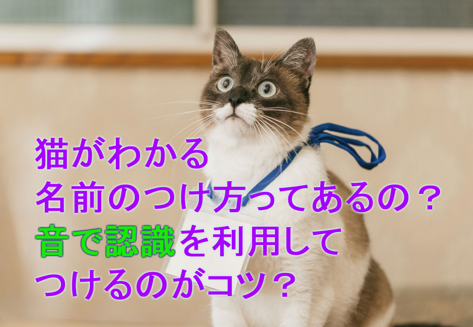 猫の名前ランキングTOP10!(オス/メス/漢字)猫が聞き取りやすい名前は