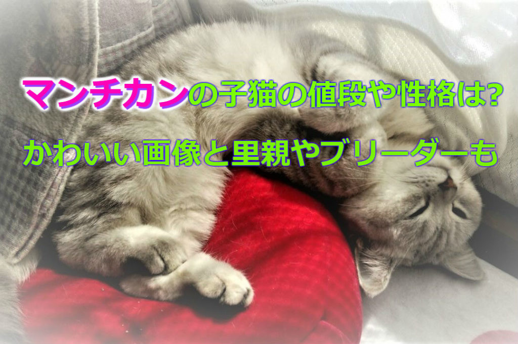 マンチカンの子猫の値段や性格は?かわいい画像と里親や