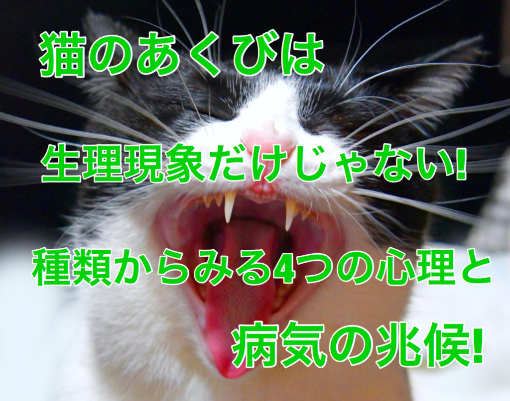 猫のあくびは生理現象だけじゃない 種類からみる4つの心理と病気の兆候 ネコタメ リッチとドラット