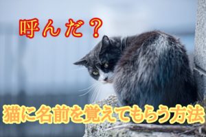 猫が噛んで蹴るのはなぜ 飼い主さんへの攻撃の理由と猫のケンカ ネコタメ リッチとドラット