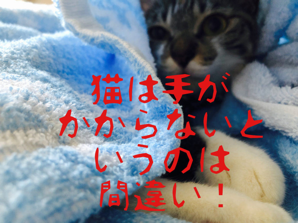 一人暮らし猫がかわいそう 失敗 後悔しない飼い方 快適な暮らし方 ネコタメ リッチとドラット